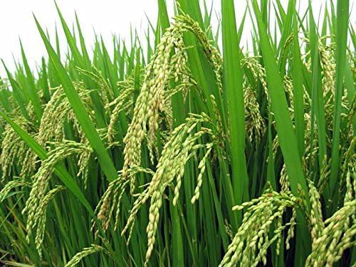 Hybrid Rice Seeds