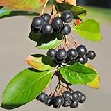 Aronia melanocarpa en maceta con resistentes uso en exteriores. de bayas de aronia Semillas decoración jardín al aire libre. lecho 160semillas