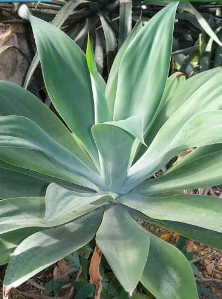 アガベ・アテナータ 楽天市場】アガベ（アテナータ）幹上がり 10号 プラスチック鉢