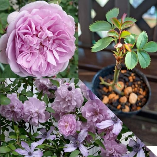 苗 レイニーブルー」の人気商品一覧 | 安い商品を通販サイトから探す