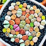 Set 20 Mix Lithops Succulents Plants Live Bulks, Corlorful Living Stones Lithops Live Plants, Beautiful Lithops Living Stones to Grow, Lithop Succulents Cactus Lithop Seedlings