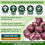 Hiacyntowa niebieska kurtka (15 cebul), pachnąca kolekcja hiacyntów, 3 odmiany/kolory, roślina wieloletnia, odporna mieszanka cebul kwiatowych z Holandii do ogrodu, doniczka, szkło