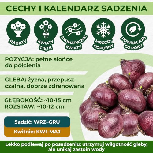 Hiacynty białe perłowe (15 cebul), kolekcja pachnących hiacyntów