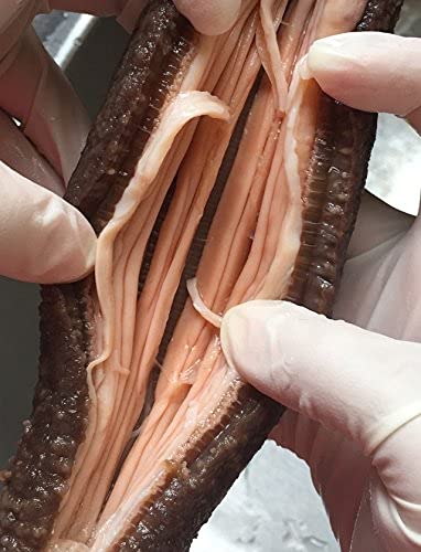 Dorothy27 Goldensea-Natural Sun Dried Wild Caught Alaska Red Sea Cucumber (Large Size)1Lb,金海堂-野生淡干海参,野生阿拉斯加红刺参 (特级)Grade Aaaa thumb #4