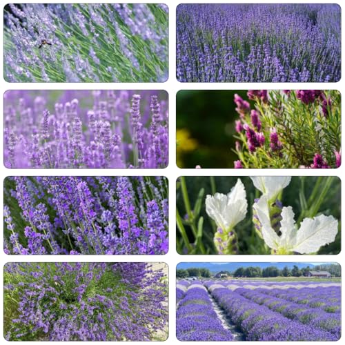 semi di lavanda semi di cucina lavanda giardino reale decorazione balconi decorazione giardino selvatici balcone estate 50pcs