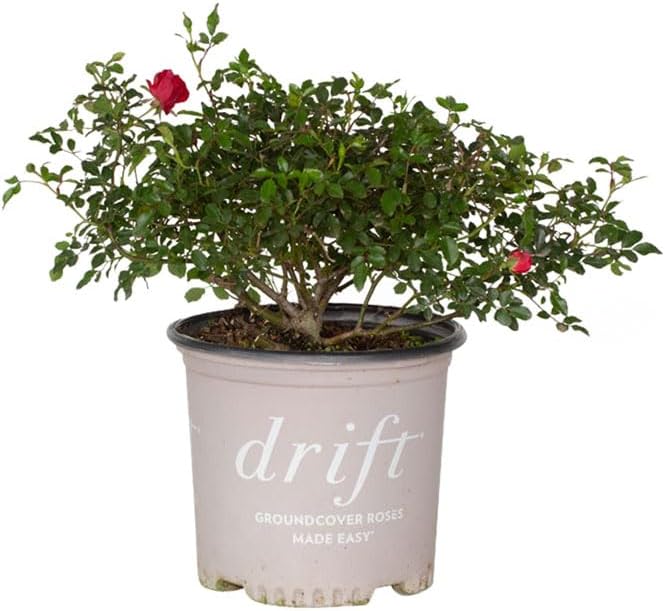 Red Drift Rose (2 Gallon) Flowering Ground Cover Plants - Rose Blooms - Full Sun Live Outdoor Plant - Drift Ground Cover Roses Perennials Live Plants