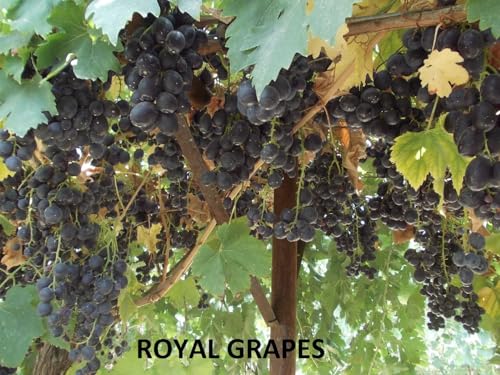 Image of Black Grape Live Plant a€ inch Sweet Seedless Hybrid Variety for Home Garden, Terrace & Balcony | Grafted Fruit Vine Tree for Organic Farming & Outdoor Growing | Healthy Angoor Plant