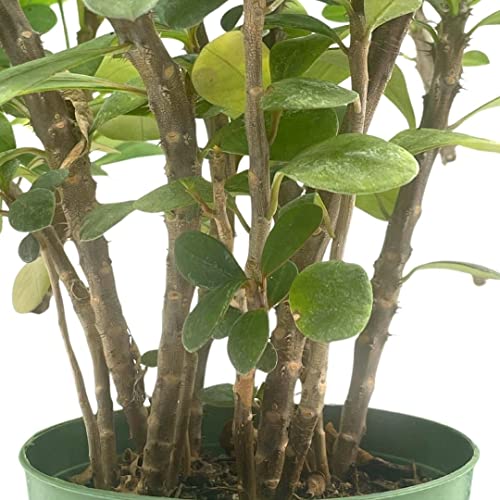 Crown Of Thorns, Euphorbia Milii Assortment, Set Of 3 In 4 Inch Pots, Crown-Of-Thorns Plant, Christ Thorn #TOP1