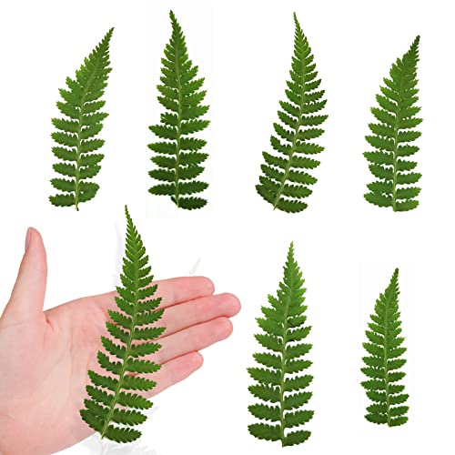 42 hojas naturales secas de helecho prensado para manualidades miniatura 1
