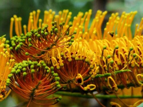 Grevillea Robusta Australian Silver Oak Seeds Golden Blossoms Evergreen Tropical jocad (5 Seeds)
