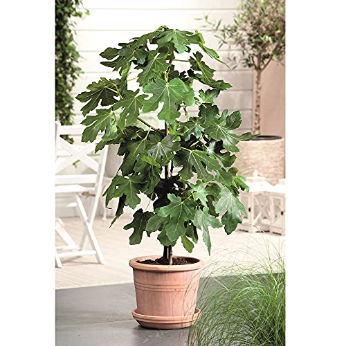 Fig Bush Brown Turkey, Ficus carica, Delicious Soft Fruit, Ideal for Containers, 1 x 3-Litre Potted Plant by Suttons