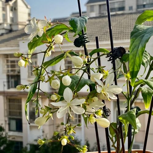 Semillas de Clerodendrum wallichii decorativas resistentes para balcón de jazmín al aire libre cubierta perenne resistente 40pcs