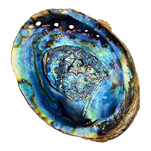 Hand Selected Abalone Shell, 6 Inches Or Larger. Perfect For Holding Incense, Trinkets, And More #TOP1