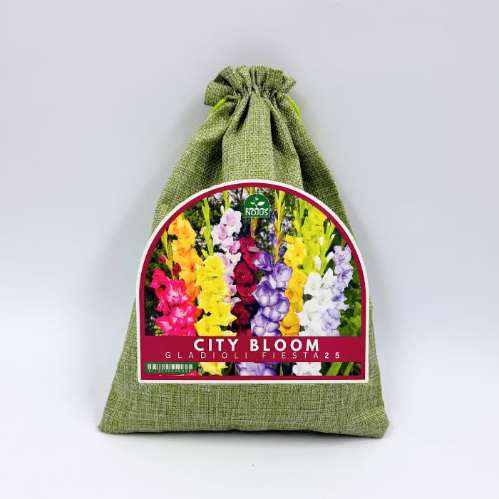 Nojus City Bloom Gladioli Fiesta 25 – Mix di Bulbi di Gladiolo Colorati, Fiori Estivi Vivaci per Giardino, Aiuole, Bordure e Fiori Recisi – 25 Pezzi