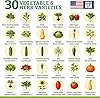 Culinary Vegetable & Herb Seeds Variety Pack - 30 Heirloom Non-GMO Garden Seeds for Planting, Seed Kit with Tools, Made in USA #3