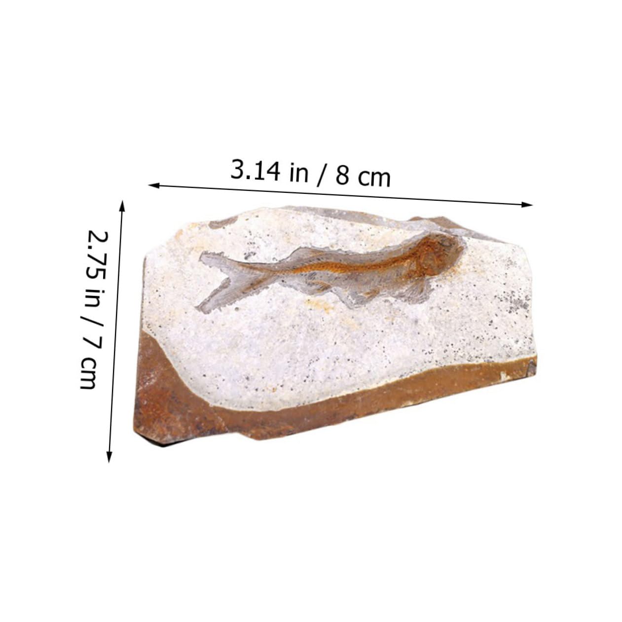 Muestra de Fósil 1 Pieza de Resina para Escritorio 7-15cm | Laboratorio y Colección de Material, Varios Estilos, para Estudiantes Estilo Aleatorio