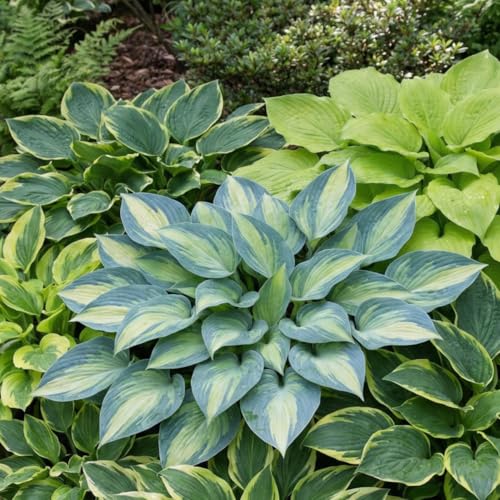 Funkien Pflanzen - 5 Wurzeln - Stauden Mehrjährig Winterhart - Hosta Garten Kollektion - Mix von 5 Hybriden in 5 Sorten - Pflanzen aus Holland (kein Samen zwiebeln und nicht künstlich)