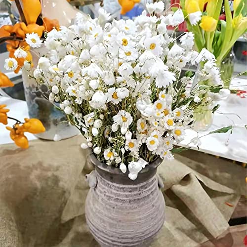 Glicrili LDN-FT Dried Daisy White Flowers,250+ Real Chrysanthemum Rhodanthe Daisies Flower Head Length 17'' Gerber Daisies thumb #8