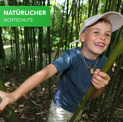 Magic of Nature Riesenbambus Samen - 10g - ca. 350 Stück - Optimaler Sichtschutz - Ultraschnelles Wachstum bis zu 10 m - Winterhart bis -15 Grad - Perfekter Windschutz