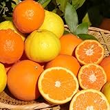 いろいろ柑橘詰合せ サイズ不揃い 愛媛 宇和島 吉田産 宇和海の幸問屋 (訳あり 3kg)