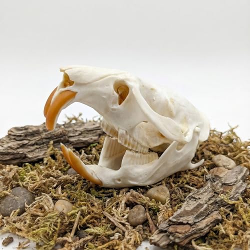 Image of Taxidermy Real Muskrat Animal Skull Decor - Model Animals Bones Specimen,Taxidermy Supplies for Science Education,Collection (Muskrat)
