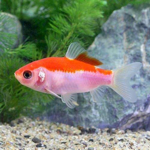 秋　どんぐりと紅葉と金魚 ヘアゴム ショーベタ専門店 よこはま金魚HM ファンシー ローズテールa9392