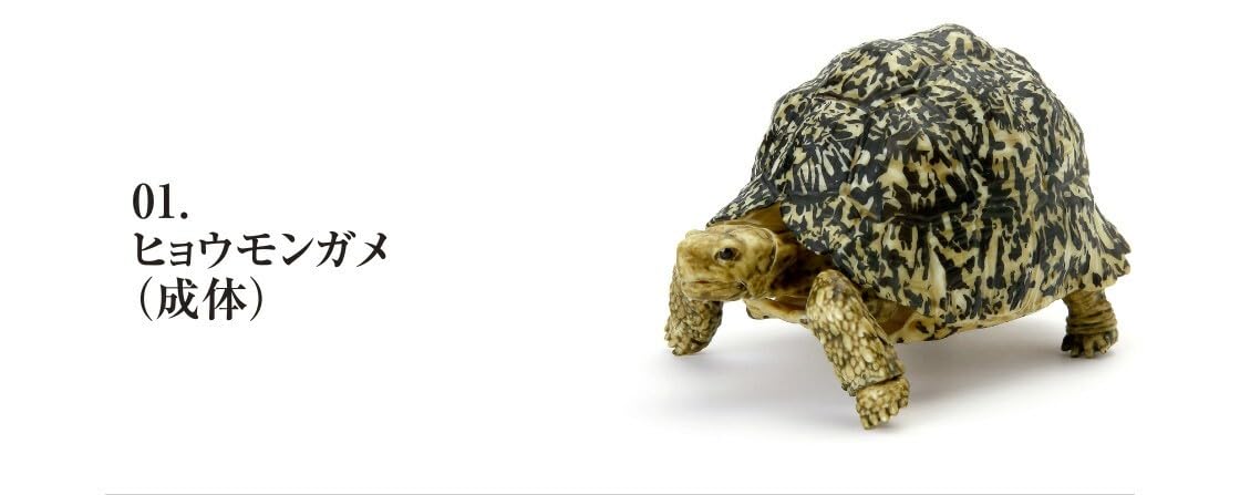 Amazon.co.jp: いきもの大図鑑 カメ 05 / 01 ヒョウモンガメ 成体