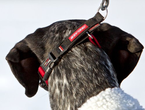EzyDog Hundehalsband Checkmate – Zugstopp Halsband zum Erziehen für Hunde – Verstellbares Zughalsband für große, mittlere und kleine Hunde (M, Schwarz)