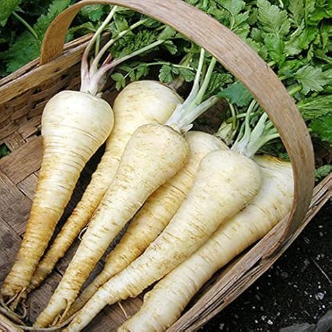 Parsnip White Gem Seeds for Your Garden Cover