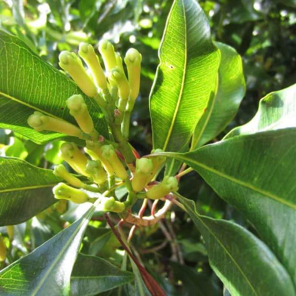 Evergreen Clove Tree | Syzygium Aromaticum Live Plant – Culinary Spice | Outdoor Garden | Gifting Option-image-10