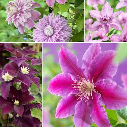 300+ Clematis Vine Plant Seeds for Planting - Mixed...