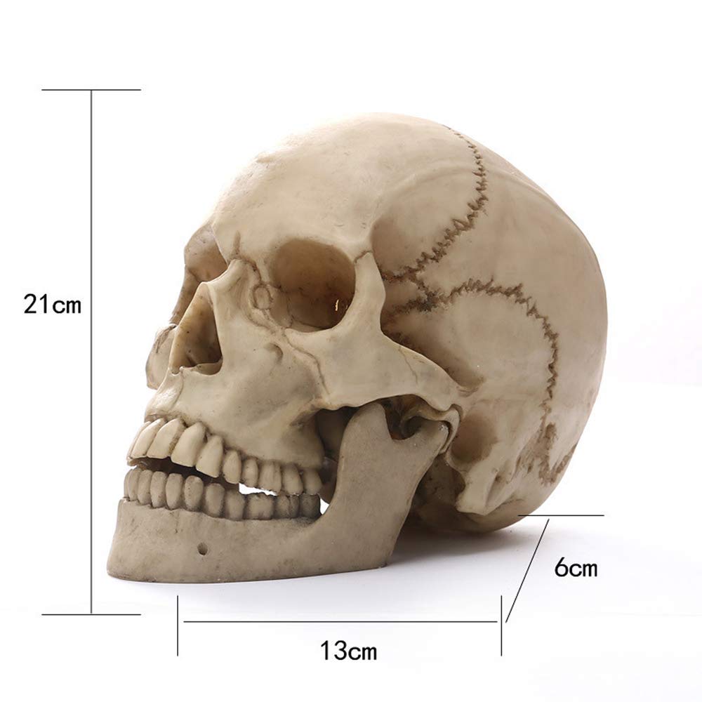 Anatomisch model Menselijk skelet medium uitvoering, 85 cm - Budget model - - A. Vos en Zoons B.V