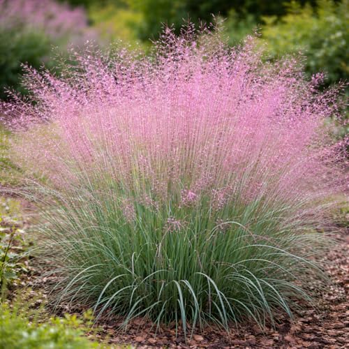 Purple Love Grass (Eragrostis spectabilis) Live Plant Plug Native Ornamental Grass Airy Pink-Purple Blooms Drought Tolerant Perennial for Full Sun (1)