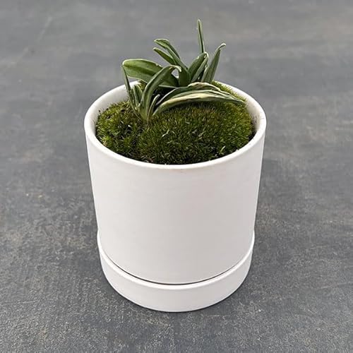 [Mtg]IgiNjF[܂]EA^ASSEMt[VjɁI]