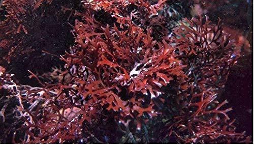 Purple Sea Moss - Irish Moss - Chondrus Crispus (10 oz)
