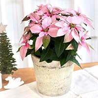 予約販売 プリンセチア ピンクホワイト 5号鉢 ラッピング付き ポインセチア クリスマス お歳暮 冬ギフト プレゼント 鉢植え 鉢花 11月下旬以降発送