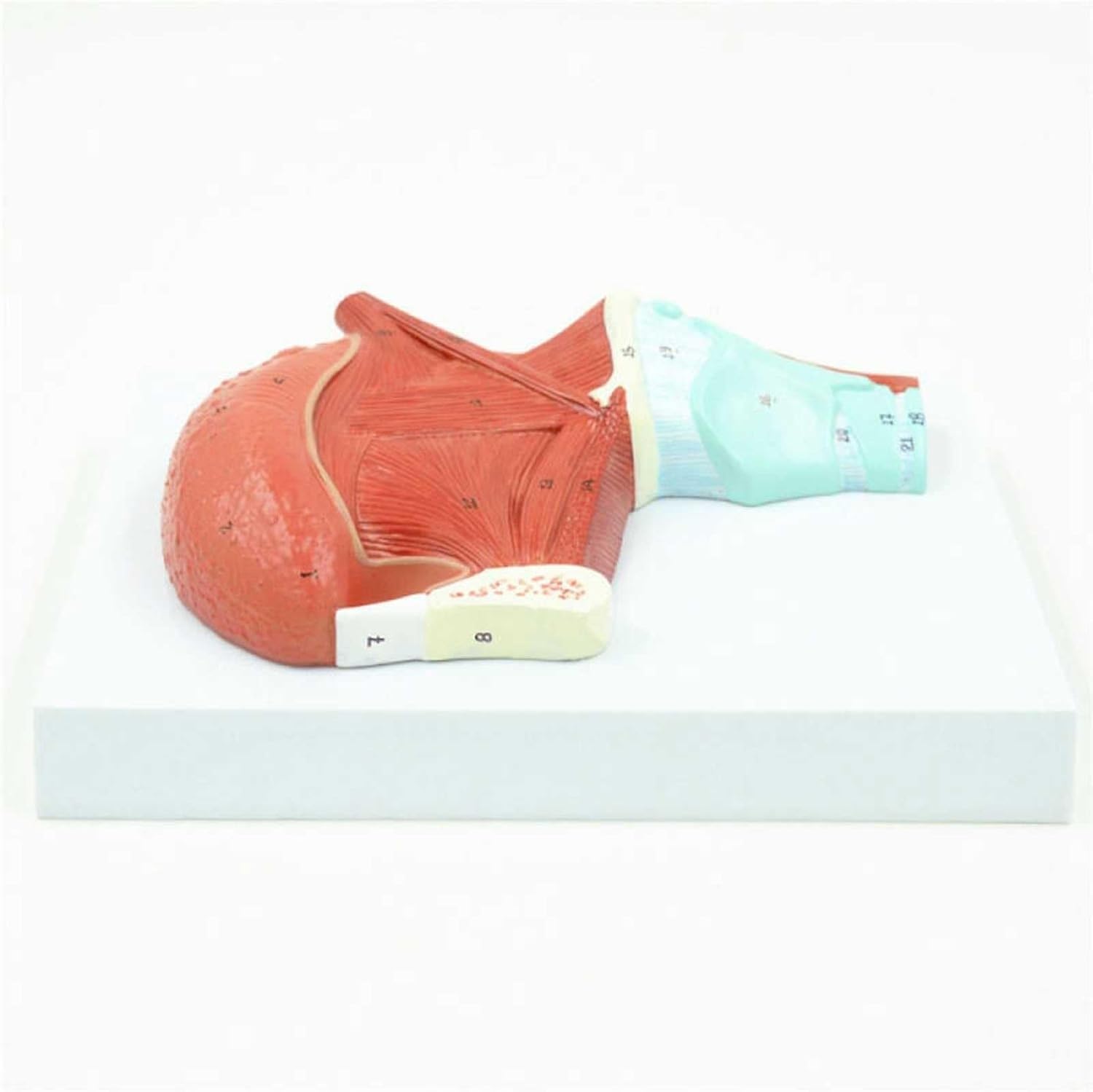 YNIYUJKL Tongue Anatomy Model For Teaching, Human Muscle Demonstration, Anatomical Education Tool For Research And Patient Communication