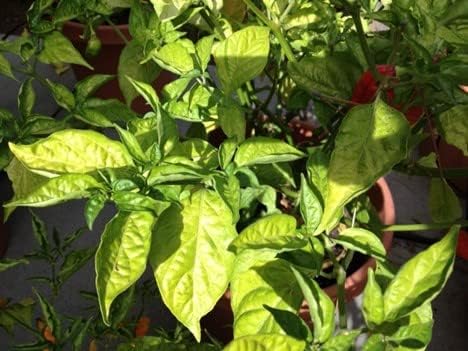 Miniatura 4 de TrueNute - Silicato de potasio en paquetes de 64 onzas, para acuaponía, hidroponía, empapamiento del suelo y aerosol foliar para corregir las