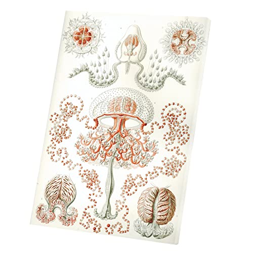 Gravure Ancienne Meduse Tableau Décoratif Toile Haute Définition 30x42 cm