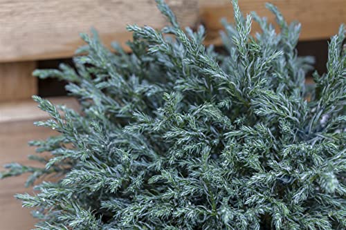 Chamaecyparis pisifera 'Baby Blue' 40 cm Stammhöhe – Winterhart, Immergrün, Pflegeleicht – Blaue Scheinzypresse – Kübelpflanze für Terrasse & Beet