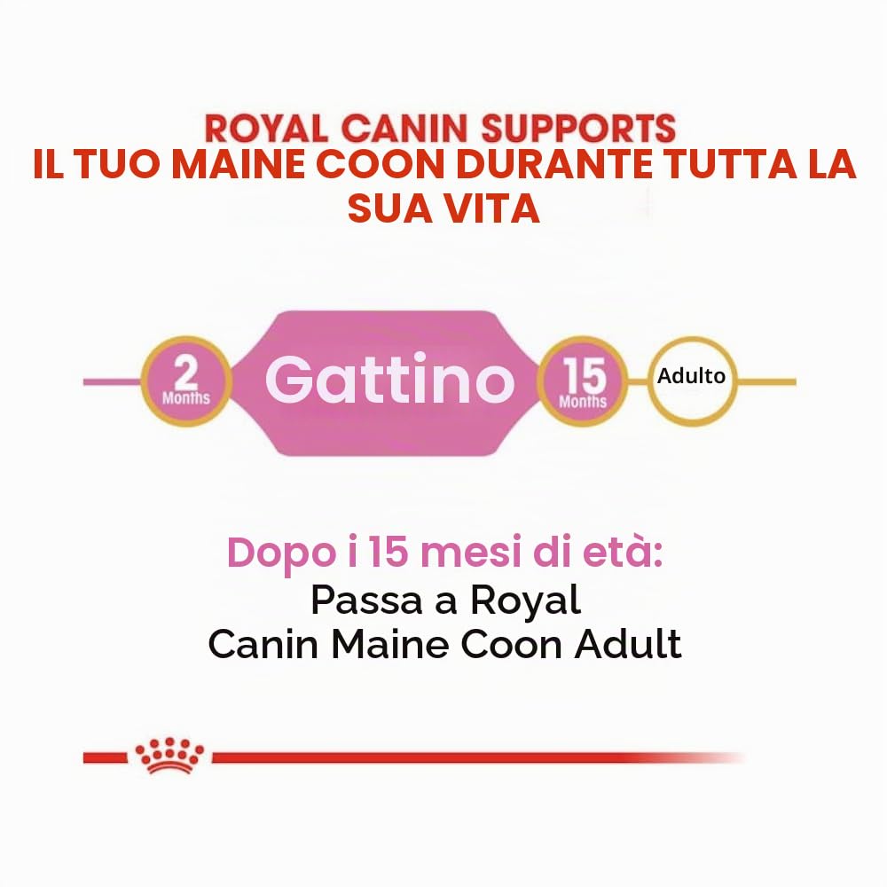 Royal Canin Maine Coon Kitten | Confezione da 4 | 4 x 400 g | Cibo secco per gatti | Specifico per cuccioli di gatto Maine Coon | Per favorire la digestione e il sistema immunitario