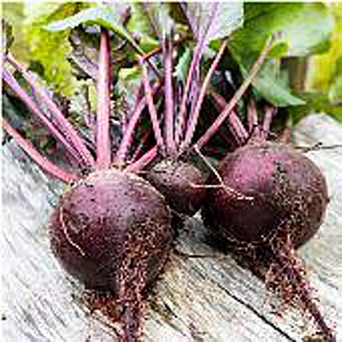 Long Season Lutz Beets Seeds (((50 Seed Packet))) (More Heirloom, Non GMO, Vegetable, Fruit, Herb, Flower Garden Seeds at Seed King Express)