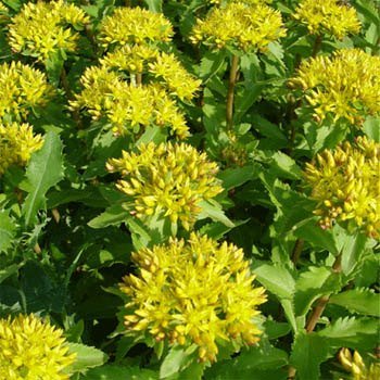 Outsidepride Aizoon Sedum Seeds - 1000 Pcs Perennial Ground Cover Seeds for Planting, Cold-Hardy & Heat-Tolerant Succulent Plants, Ideal for Rock Gardens, Containers, and Xeriscaping