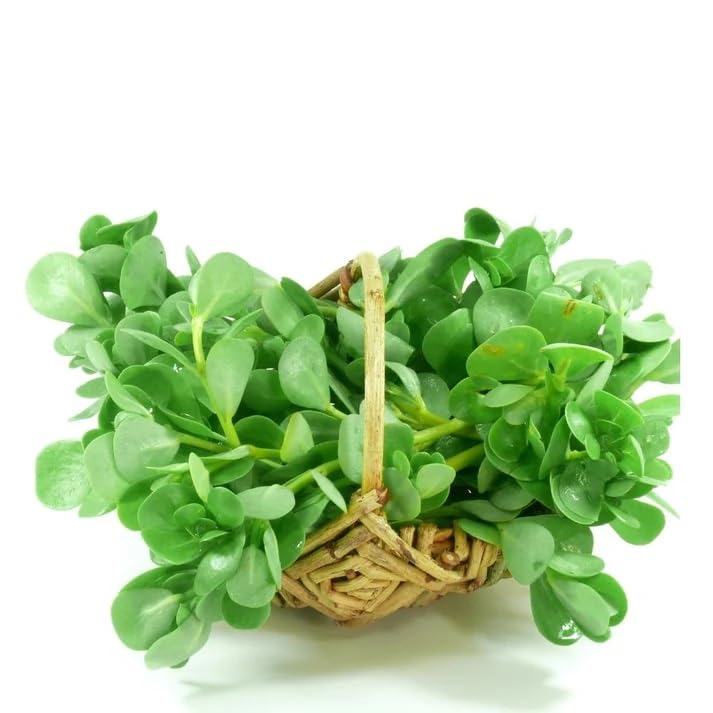 IGENRIC Noniya Saag or Kulfa Ki Bhaji Seeds, Good Germination Rate, Seeds For Home & Garden (B0D1K8PDZW) Amazon Price History, Amazon Price Tracker