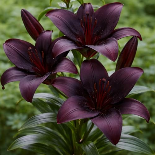 Night Rider Hybrid Lily Bulbs product image