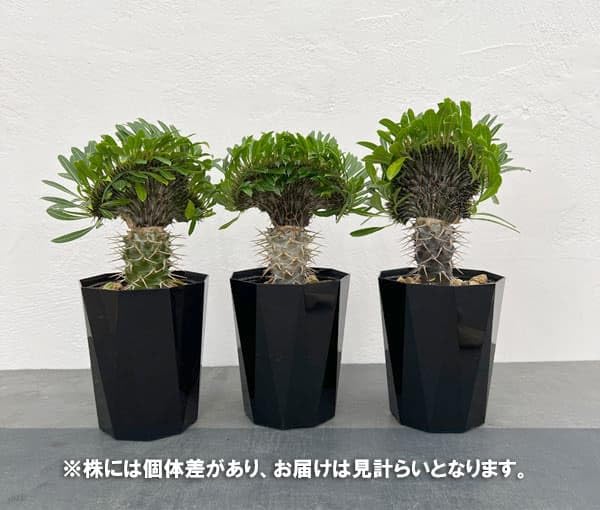 パキポディウムエブレネウム　ラメリー接ぎ木 パキポディウム接ぎ木してみた】｜🍀GreenSnap（グリーンスナップ）