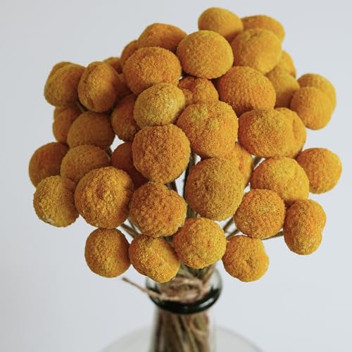 20 flores secas amarillas Billy Balls miniatura 5