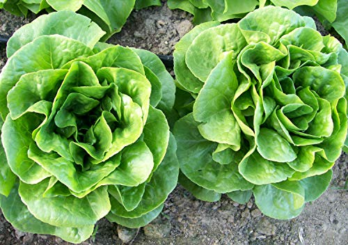 Winter Density Lettuce Seeds For Planting, 1000+ Heirloom Seeds Per Packet, (Isla's Garden Seeds), Non Gmo Seeds, Botanical Name: Latuca Sativa, Great Home Garden Gift #TOP1