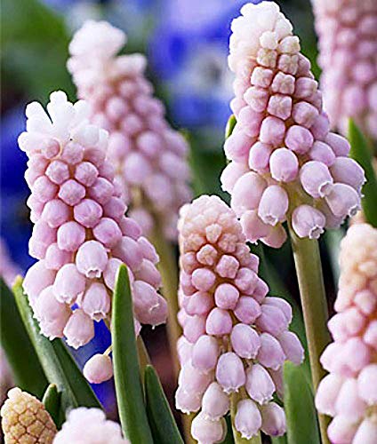 Grape Hyacinth Bulbs,Golden Fragrance - (25, Bulbs)