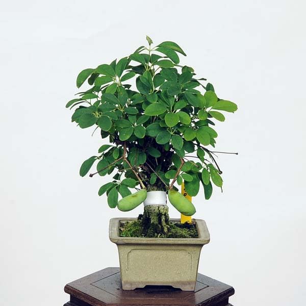 アケビ、あけび、小品盆栽　石付き盆栽 Amazon.co.jp: 盆栽：木通 あけび* 現品 アケビ akebi bonsai 小品盆栽